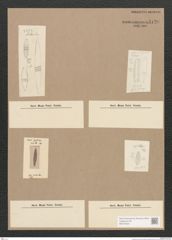 Diatomeae indet. Zeichnungen Sammlung Grunow Nr. 5120 (NHMW-BOT-W0373423)